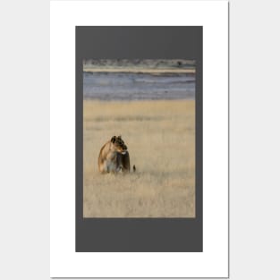 Lion in the grass. Posters and Art